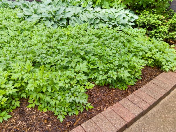 Cost of Brick Hardscaping in Edison